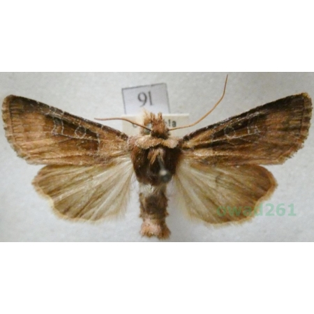 Chersotis cuprea (Denis & Schiffermüller, 1775) Czech9l